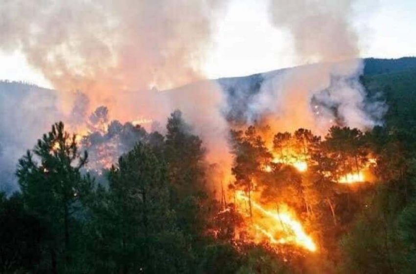  ¡Alerta! Hay siete incendios forestales activos en Oaxaca