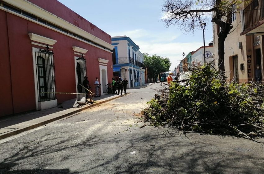  Daños materiales deja caída de jacaranda en Centro Histórico de #Oaxaca
