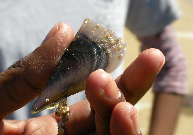  #Oaxaca:Detectan Marea Roja en costas istmeñas: SSOPiden a la población no consumir moluscos bivalvos