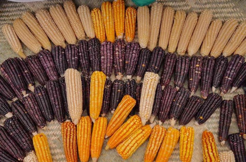  El maíz representa nuestra identidad y enaltece el sabor de la cocina oaxaqueña