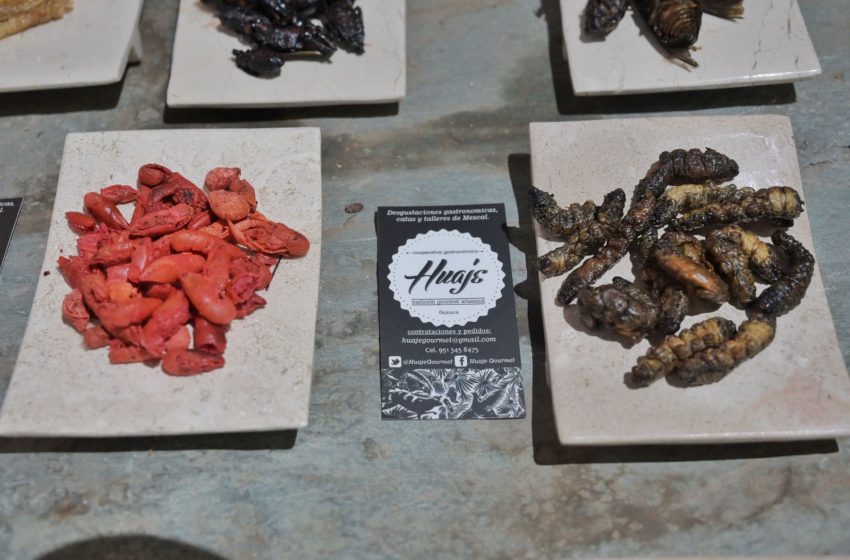  Insectos, ingrediente prehispánico que da sabor a la cocina de Oaxaca
