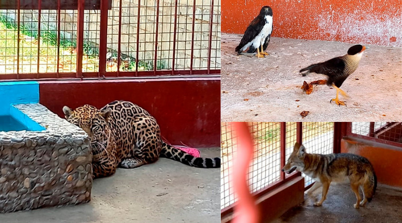  Tras denuncia, asegura Profepa un jaguar y otras especies en cautiverio en balneario de Ejutla