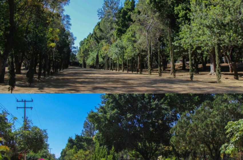  Coadyuva Bosque El Tequio a mejorar el medio ambiente en la capital de Oaxaca