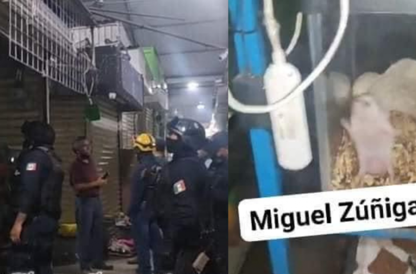  Mueren quemados animales en local del mercado Benito Juárez de Oaxaca