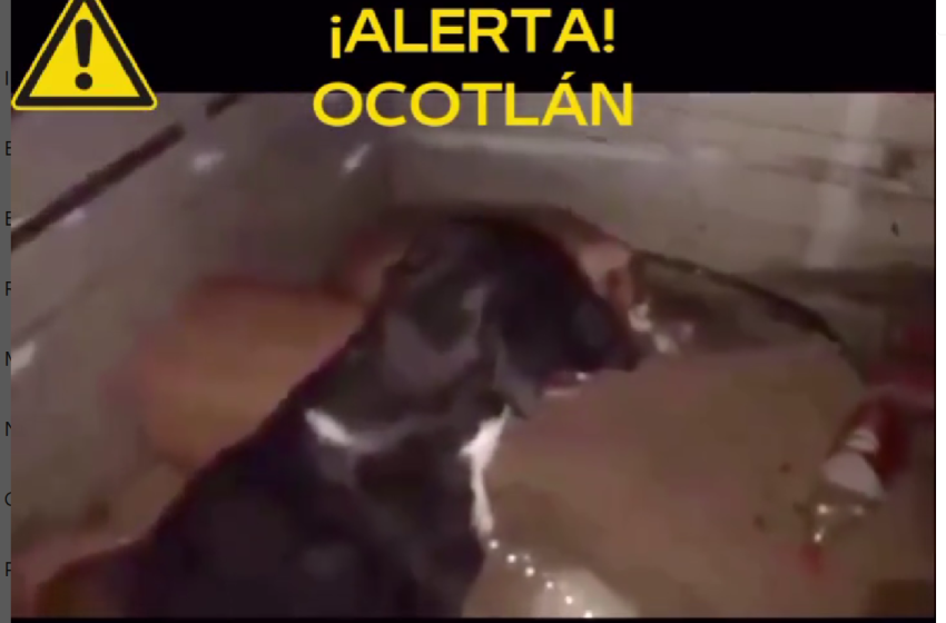  Denuncian animalistas a policías de Ocotlán por capturar perros durante la noche
