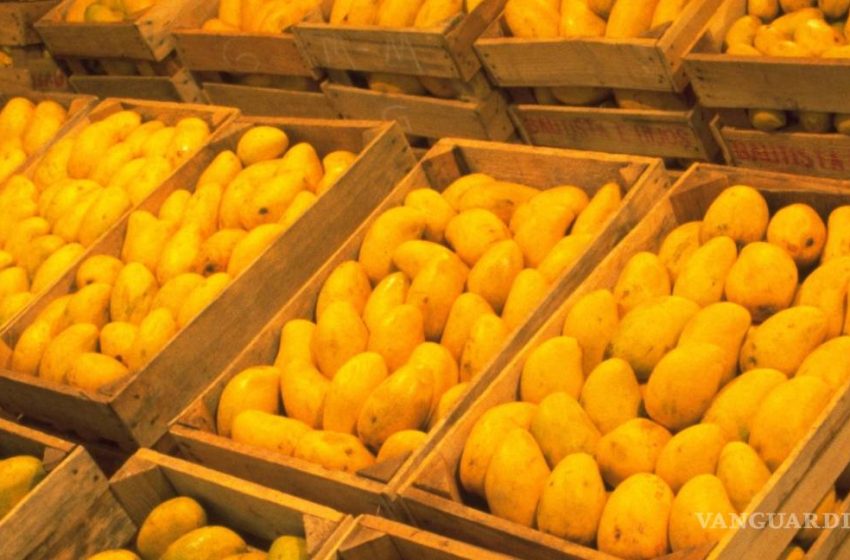  Amenaza mosca de la fruta a producción de mango en Oaxaca