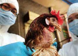  Aclara Gobierno de Oaxaca que no hay contagios de gripe aviar en el estado