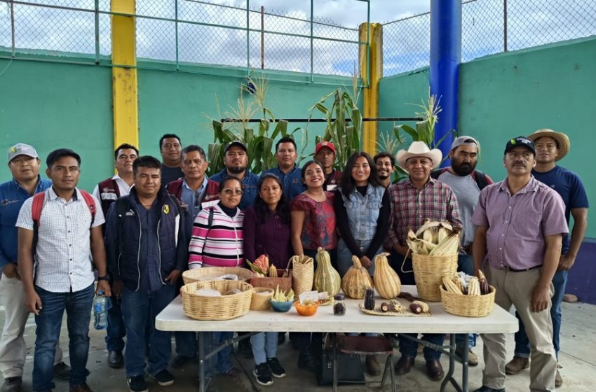  Llevan autosuficiencia de maíz a 321 municipios oaxaqueños